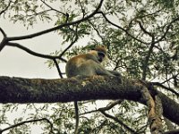 2012097641A Blue Nile Falls & Lake Tana - Ethioipia - Oct 05 edited-1