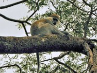 2012097641b Blue Nile Falls & Lake Tana - Ethioipia - Oct 05 edited-1