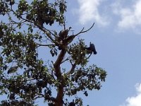 2012097661 Blue Nile Falls & Lake Tana - Ethioipia - Oct 05