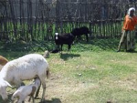 2012095801 Debre Berhan -Ethioipia - Sep 28