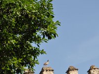2012097326 Fasilidas Pool - Gondar Ethiopia - Oct 03