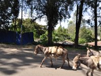 2012097344 Gondar - Ethioipia - Oct 03