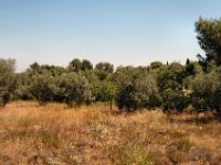 2005072327 Glanum Ruins-Provence-France