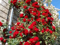 2008063054  Betty-Darrel-Yvette-Felicia-Suzette-Adara Beauvais France