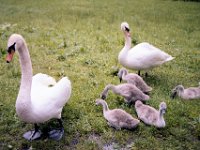 1983060136 Oberammergau and Linderhof Castle, Germany - Jun 27