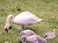 1983060137 Oberammergau and Linderhof Castle, Germany - Jun 27