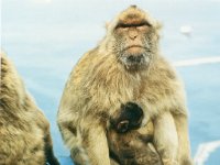 1990072814 Gilbraltar (July 30)