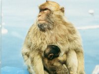 1990072815 Gilbraltar (July 30)