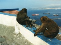 1990072816 Gilbraltar (July 30)