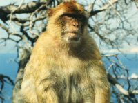 1990072820 Gilbraltar (July 30)