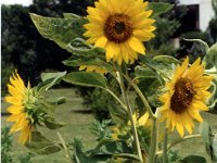 1991001322A Darrel-Betty-Darla Hagberg - Greece Vacation