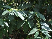 2011024767 Antigua - Guatemala