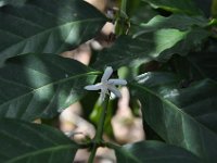 2011024768 Antigua - Guatemala