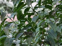 2011024770 Antigua - Guatemala