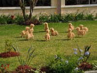 2011024482 Lake Atitlan - Guatemala