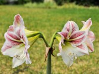 2011024495 Lake Atitlan - Guatemala