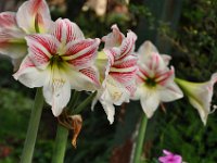 2011024496 Lake Atitlan - Guatemala