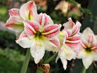 2011024497 Lake Atitlan - Guatemala