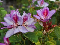 2011024503 Lake Atitlan - Guatemala