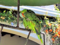 2011024393 Chichicastenango - Guatemala