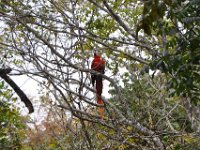 2011024128 Copan - Antiqua - Guatemala