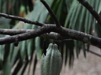 2011024130 Copan - Antiqua - Guatemala