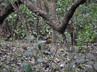 2011024135 Copan - Antiqua - Guatemala