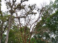 2011024167 Copan - Antiqua - Guatemala