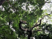 2011024226 Copan - Antiqua - Guatemala