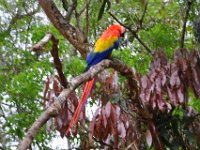2011024310 Copan - Antiqua - Guatemala