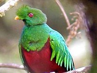 2011029050 Crested Quetzal (False Quetzal) - Guatemala - Feb 10-20  Sierra Exif JPEG