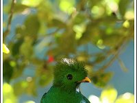 2011029053 Quetzal -  National Bird of Guatemala - Guatemala - Feb 10-20