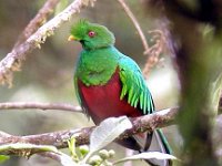 2011029056 Crested Quetzal (False Quetzal) -  National Bird of Guatemala - Guatemala - Feb 10-20  Sierra Exif JPEG