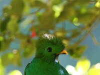 20110296699 Quatzel - Tikal- Guatemala