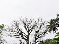 2011024079 Quirigua - Guatemala