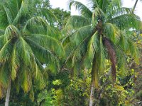 2011023866 Rio Dulce - Guatemala