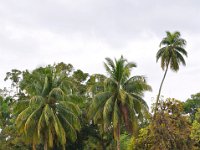 2011023868 Rio Dulce - Guatemala