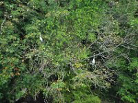 2011023943 Rio Dulce - Guatemala