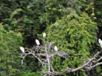 2011023954 Rio Dulce - Guatemala