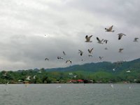 2011024007 Rio Dulce - Guatemala