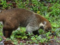 2011023660 Tikal - Guatemala