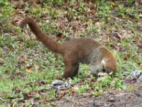 2011023661 Tikal - Guatemala
