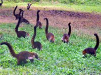 2011023663 Tikal - Guatemala