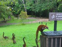 2011023665 Tikal - Guatemala