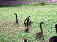 2011023666 Tikal - Guatemala