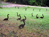 2011023667 Tikal - Guatemala