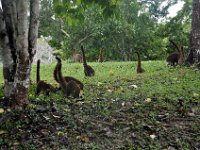 2011023670 Tikal - Guatemala
