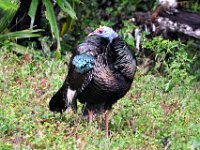2011023673 Tikal - Guatemala