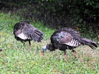 2011023674 Tikal - Guatemala