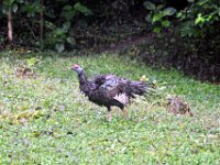 2011023676 Tikal - Guatemala
